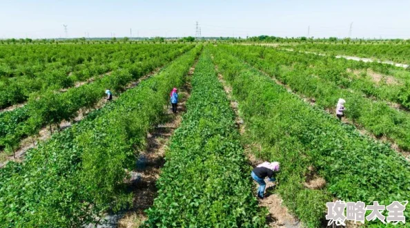 《植物大战僵尸杂交版挑战模式35关攻略详解 | 轻松通关秘籍分享》是一篇专为游戏爱好者准备的深度解析文章。本文将详细介绍植物大战僵尸杂交版挑战模式第35关的攻略，帮助玩家轻松通关，享受游戏的乐趣。