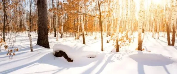 暖雪萌新攻略：快速掌握度过狂雪难关的高效方法之一